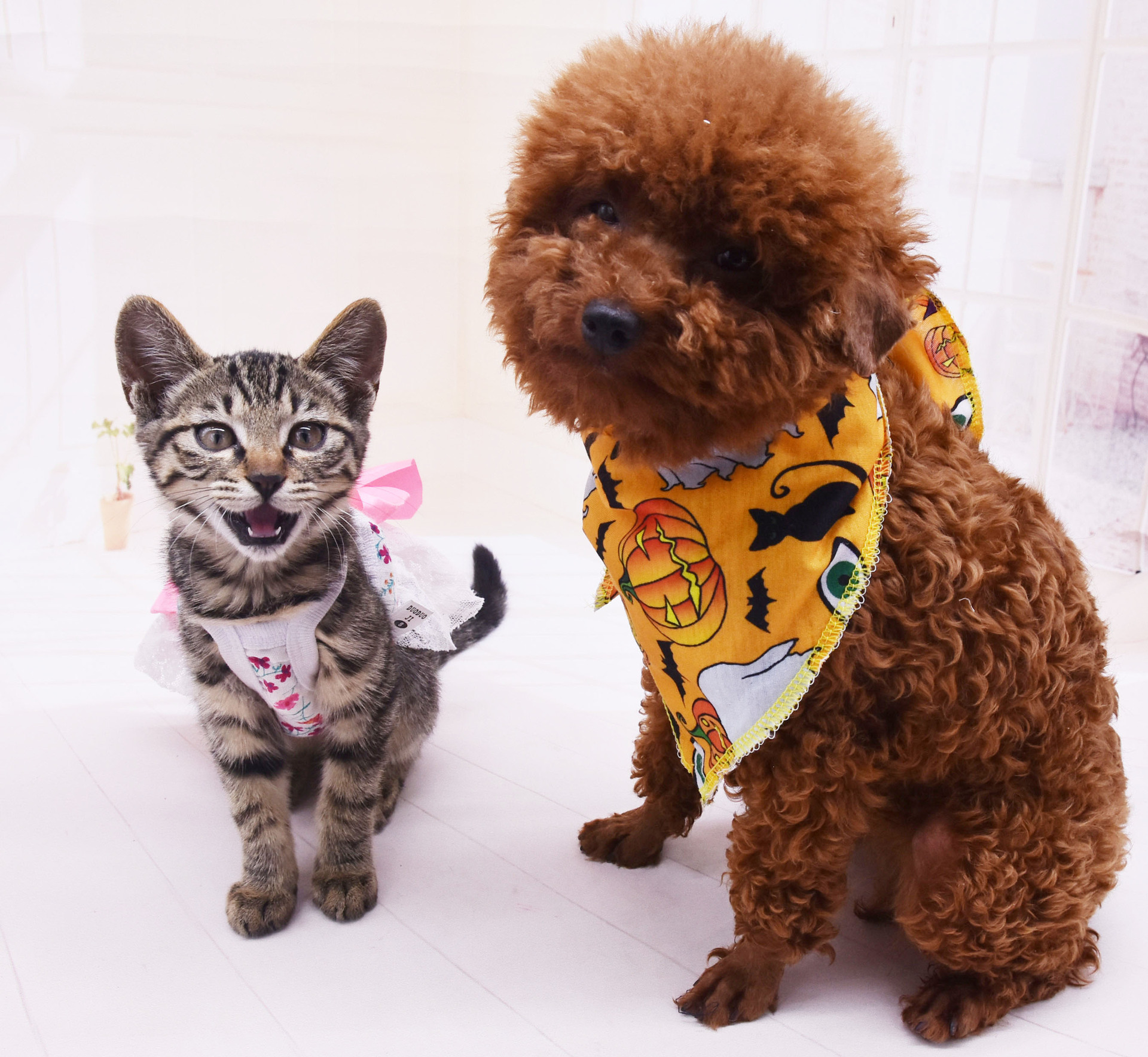 三角巾 宠物围巾 狗围巾 口水巾 猫三角巾OEM/ODM代加工