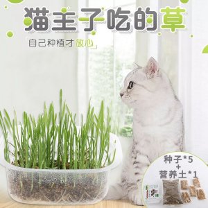 猫草种植套装猫咪零食