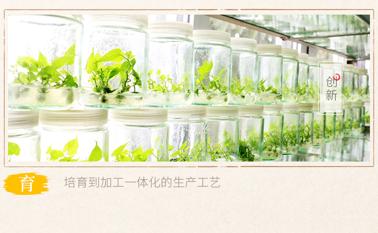 罗汉果粒粒茶10条_06.jpg