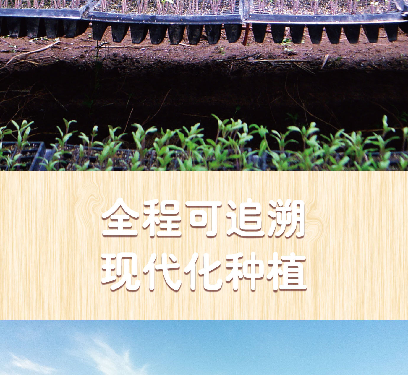大桶番茄酱简介_08.jpg