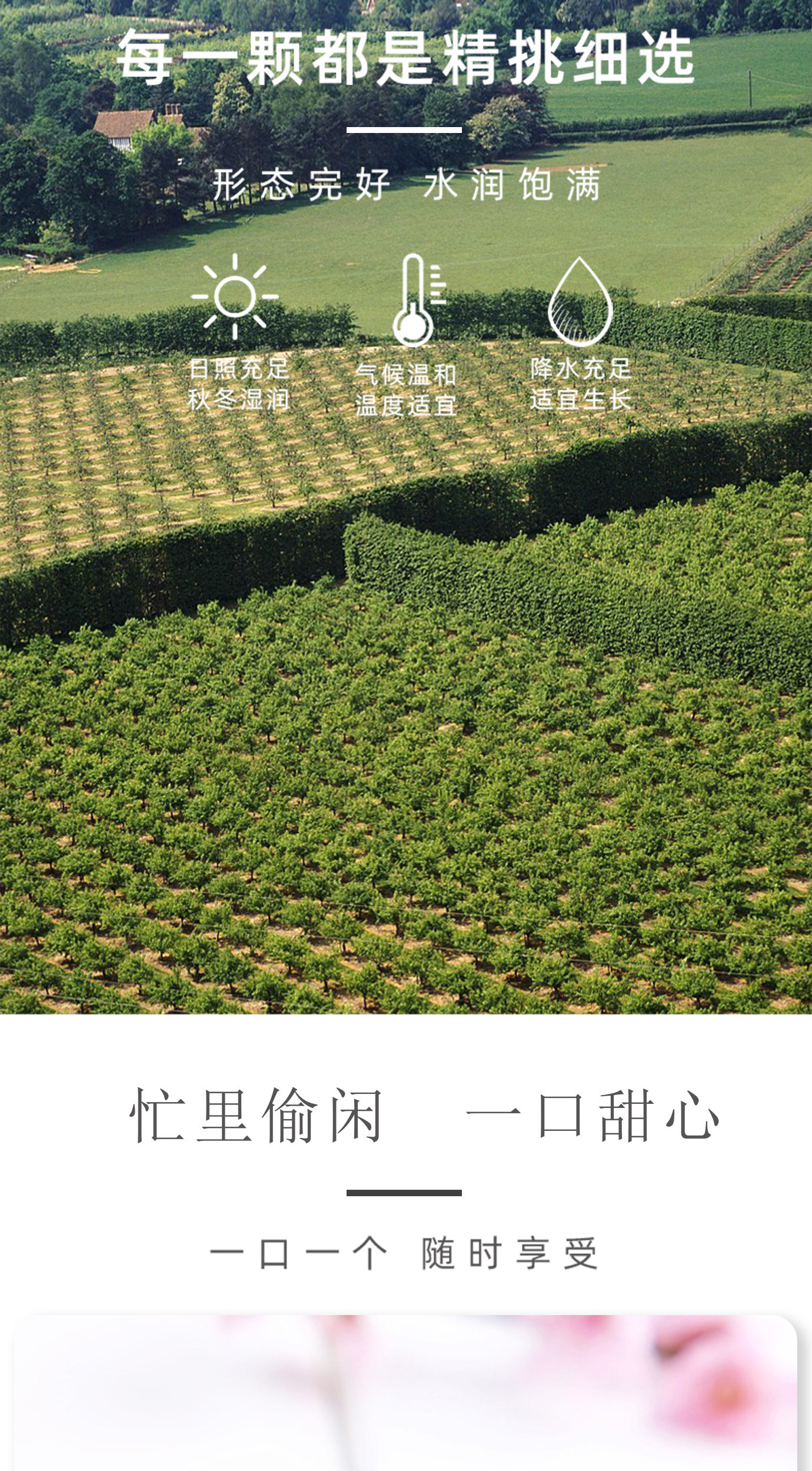 蜂蜜味梅饼_03.jpg