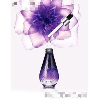 悠岚达洋甘菊