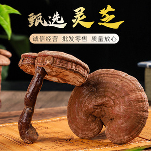 深山灵芝散装oem代加工