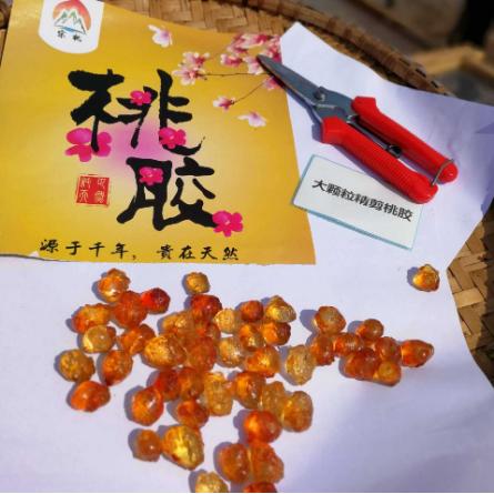 A级大颗粒珍珠桃胶OEM贴牌代工