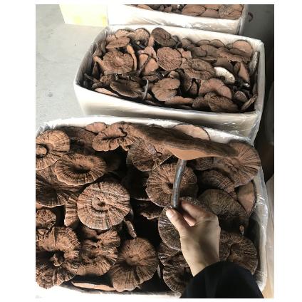 野生段木栽培黑灵芝紫灵芝整枝OEM贴牌代工