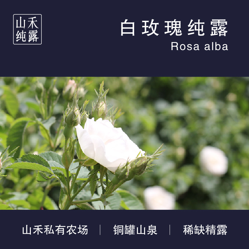 白玫瑰花水原液 大马士革白玫瑰纯露OEM代加工
