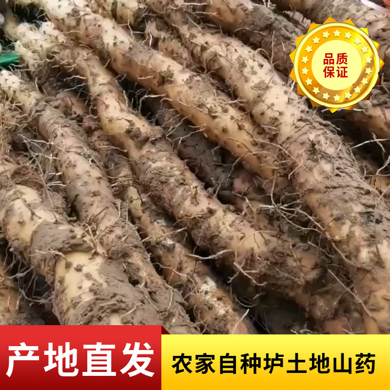 河南焦作怀山药农家自种垆土铁棍山药 鲜山药片山药粉非淮山药OEM代加工