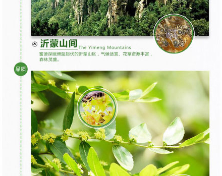 以岭牌枣花蜂蜜_05.jpg